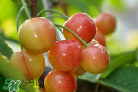 白玉櫻桃是什么？白玉櫻桃能吃嗎？