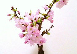 櫻花可以盆栽嗎？櫻花盆栽好養(yǎng)嗎？