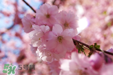 櫻花可以盆栽嗎？櫻花盆栽好養(yǎng)嗎？