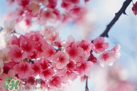 櫻花可以盆栽嗎？櫻花盆栽好養(yǎng)嗎？