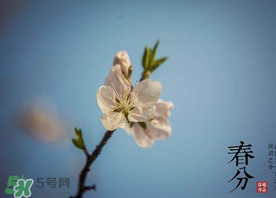 春分種什么菜？春分適合種什么菜？