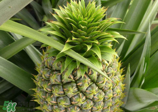 綠菠蘿可以吃嗎？菠蘿是綠的能吃嗎？