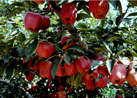 蛇果有點(diǎn)苦可以吃嗎？蛇果為什么會(huì)苦？