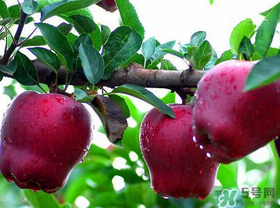 蛇果有點(diǎn)苦可以吃嗎？蛇果為什么會(huì)苦？