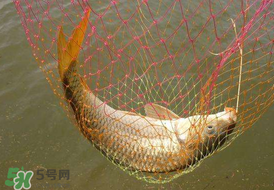 驚蟄前后好釣魚(yú)嗎？驚蟄前后釣魚(yú)技巧