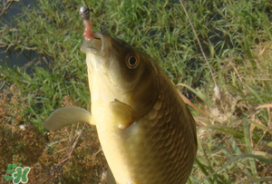 驚蟄前后可以夜釣鯉魚(yú)嗎？驚蟄前后釣魚(yú)技巧