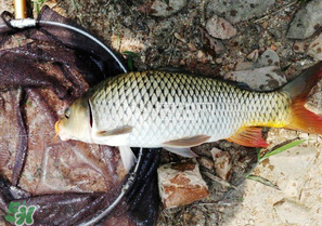 驚蟄前后可以夜釣鯉魚(yú)嗎？驚蟄前后釣魚(yú)技巧