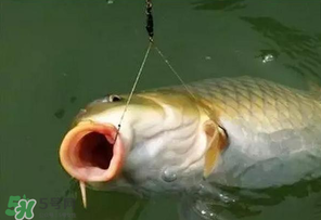驚蟄前后可以夜釣鯉魚(yú)嗎？驚蟄前后釣魚(yú)技巧