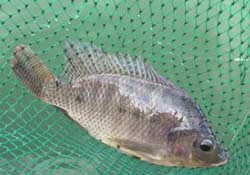 驚蟄能釣魚嗎？驚蟄釣什么魚好？
