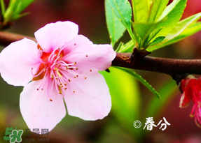 2017年春分是什么時(shí)候？2017年春分是幾月幾號(hào)？