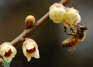 驚蟄過后一周會(huì)下雨嗎？驚蟄下雨好嗎？