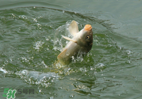驚蟄過后好釣魚嗎？驚蟄后陰雨天好釣魚嗎？