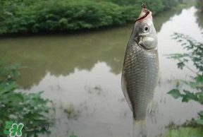春分節(jié)氣好釣魚嗎？春分釣魚技巧