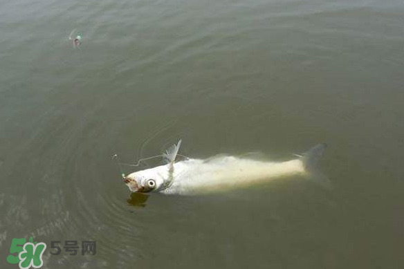 春分節(jié)氣好釣魚嗎？春分釣魚技巧