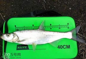 春分節(jié)氣好釣魚嗎？春分釣魚技巧