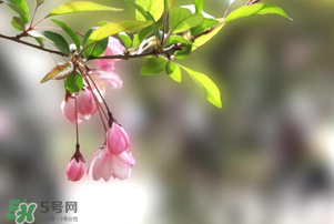春分開什么花？春分什么花開？