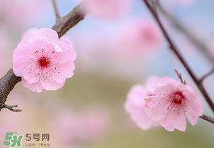春分開什么花？春分什么花開？