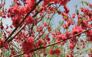 春分開什么花？春分什么花開？