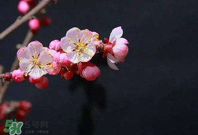春分會(huì)下雨嗎？春分節(jié)氣下雨好還是不好？