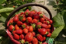 家里可以種草莓嗎？陽(yáng)臺(tái)上可以種草莓嗎？