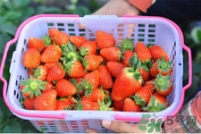 家里可以種草莓嗎？陽(yáng)臺(tái)上可以種草莓嗎？