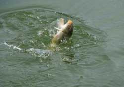 春分節(jié)氣好釣魚嗎？春分釣魚技巧