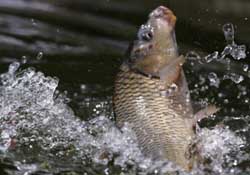 驚蟄過后好釣魚嗎？驚蟄后陰雨天好釣魚嗎？