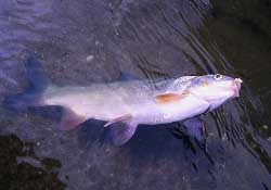 3月份釣魚用什么餌料？三月份釣魚用什么魚餌？