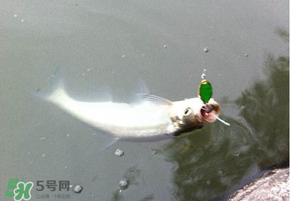 ?3月份可以釣翹嘴嗎？翹嘴幾月份好釣？