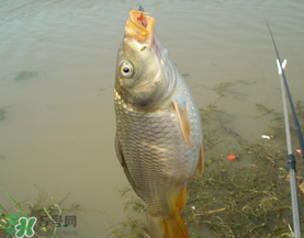 三月份釣鯉魚好釣嗎？3月份釣鯉魚用什么好？