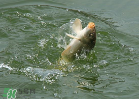 三月份釣鯉魚好釣嗎？3月份釣鯉魚用什么好？