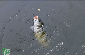 三月份釣鯉魚好釣嗎？3月份釣鯉魚用什么好？