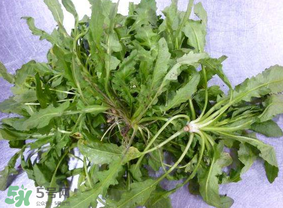 薺菜葉子黃了能吃嗎？薺菜發(fā)黃能吃嗎？
