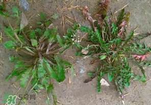 野生薺菜長(zhǎng)什么樣？野生薺菜怎么識(shí)別？