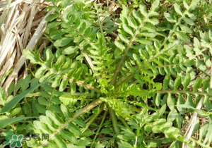 野生薺菜長(zhǎng)什么樣？野生薺菜怎么識(shí)別？