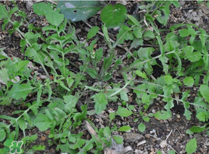 野生薺菜長(zhǎng)什么樣？野生薺菜怎么識(shí)別？