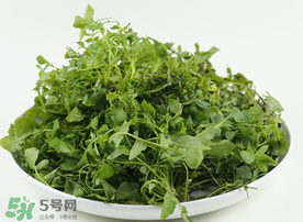 薺菜多少錢一斤？野生薺菜多少錢一斤？
