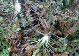 腎結(jié)石能吃薺菜嗎？腎結(jié)石可以吃薺菜嗎？