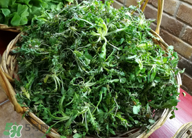 腎結(jié)石能吃薺菜嗎？腎結(jié)石可以吃薺菜嗎？