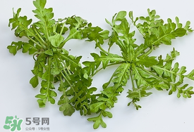 薺菜有蟲子嗎？薺菜根有蟲子嗎？