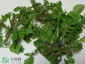 薺菜有蟲子嗎？薺菜根有蟲子嗎？
