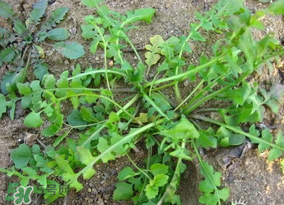 薺菜怎么保鮮？新鮮薺菜如何保鮮？