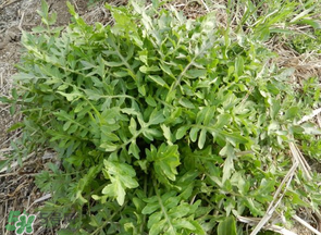 薺菜什么季節(jié)有？薺菜什么時候上市？
