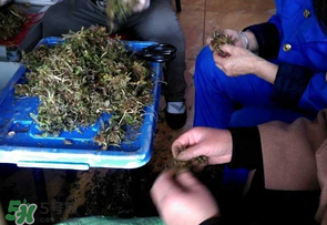 薺菜什么季節(jié)有？薺菜什么時候上市？