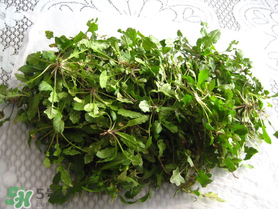 薺菜什么時候播種？薺菜什么時候挖？