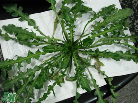 薺菜什么時候播種？薺菜什么時候挖？