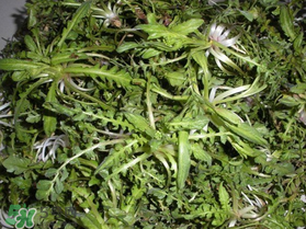 薺菜什么時候播種？薺菜什么時候挖？