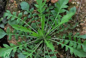 哺乳期能吃薺菜嗎？哺乳期吃薺菜會(huì)回奶嗎？