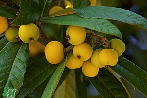 春天吃什么水果最好 春天適合吃什么水果 春天吃什么水果最好 春天適合吃什么水果