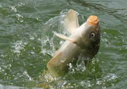 3月份釣什么魚？3月份怎么釣魚？